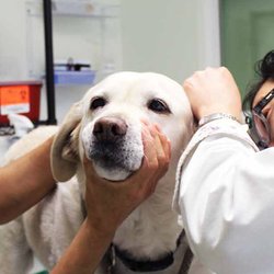 Steinbeck Country Small Animal Clinic - Rosie Rosebud loves getting her ears checked!