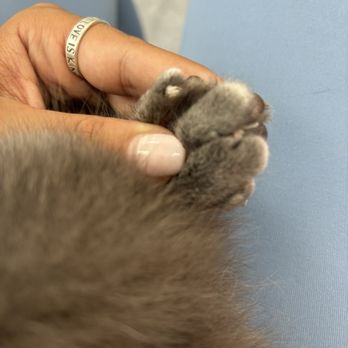 Petbar - Nail beds - Pet Groomers Near Me - Houston, Texas Petbar - Nail beds - Pet Groomers Near Me - Houston, Texas