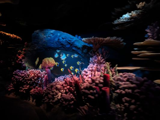 The Seas with Nemo & Friends by null