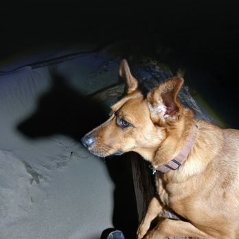 Karins Pet and House Sitting - House Sitters Near Me - cave junction, Oregon Karins Pet and House Sitting - House Sitters Near Me - cave junction, Oregon
