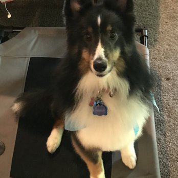 Wag'N Tails Of Dewitt - @rocketthewondersheltie - Pet Groomers Near Me - Dewitt, Michigan Wag'N Tails Of Dewitt - @rocketthewondersheltie - Pet Groomers Near Me - Dewitt, Michigan