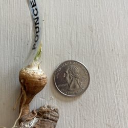 C and T IRIS PATCH - I indicated I didn't want substitutions but C & T ignored my request and sent subs -- see photo of one--and ignored my request for a refund.