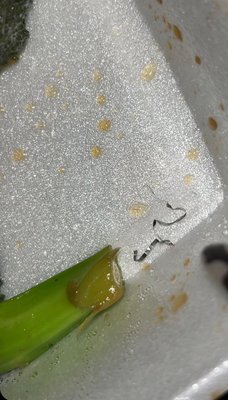 Ding Ho Kitchen by null