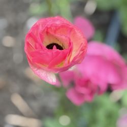 Fairfield Flower & More