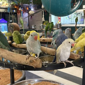 Birds N Paradise - Bird Shops Near Me - Menifee, California