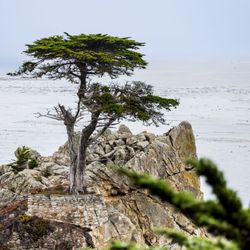 The Lone Cypress - 17-mile Drive Stop 12 The Lone Cypress