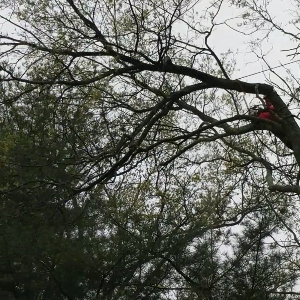 K.L.M. Tree Service & Landscaping - a man in a tree - Landscaping Near Me - Piscataway, New Jersey