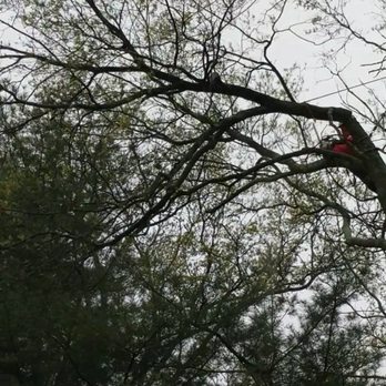 K.L.M. Tree Service & Landscaping - a man in a tree - Landscaping Near Me - Piscataway, New Jersey K.L.M. Tree Service & Landscaping - a man in a tree - Landscaping Near Me - Piscataway, New Jersey