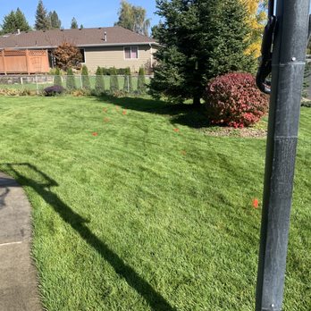 Ray Turf Farms - All the red flags was all the Poa I found a couple months after laying it. Look closely, they are everywhere. - Lawn Services Near Me - Mead, Washington Ray Turf Farms - All the red flags was all the Poa I found a couple months after laying it. Look closely, they are everywhere. - Lawn Services Near Me - Mead, Washington