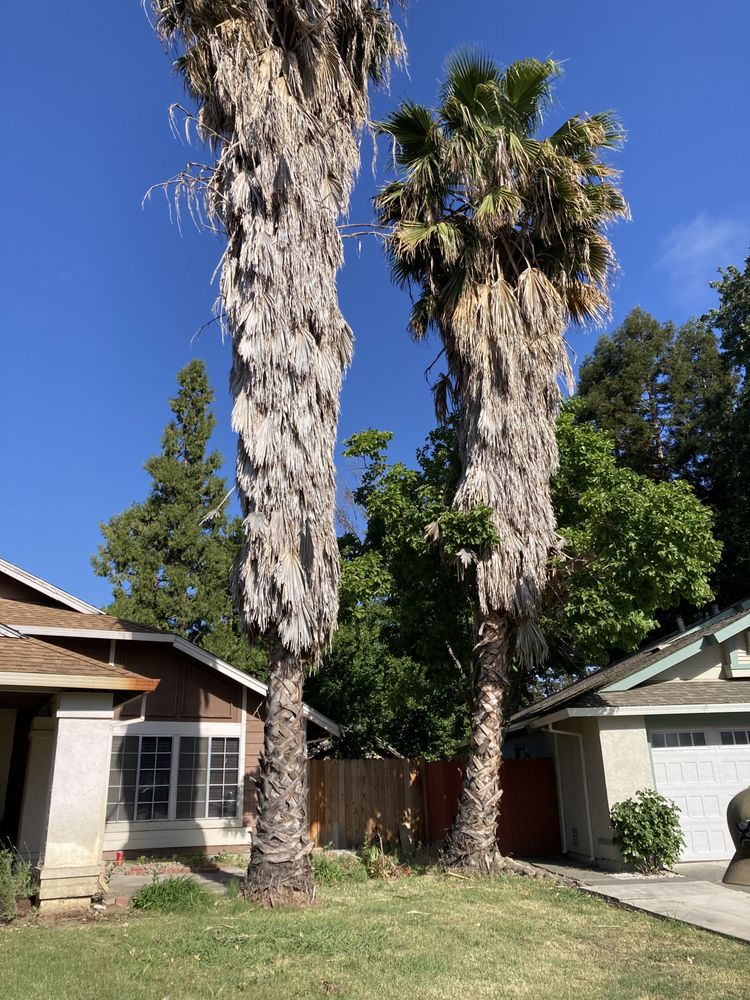 THE WOODPECKERS TREE CARE Updated June 2024 30 Photos Sacramento