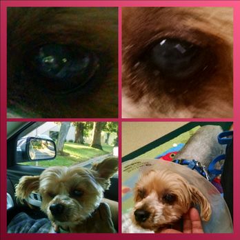 Nick A Faber, DVM - Ardy left eye before on left, after on right post cataract surgery. - Veterinarians Near Me - Sacramento, California Nick A Faber, DVM - Ardy left eye before on left, after on right post cataract surgery. - Veterinarians Near Me - Sacramento, California