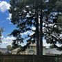 Photo of Four Seasons Tree Service