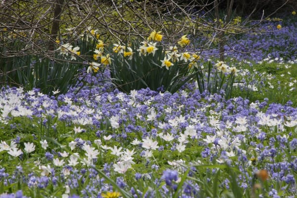 Mount Usher Gardens by null
