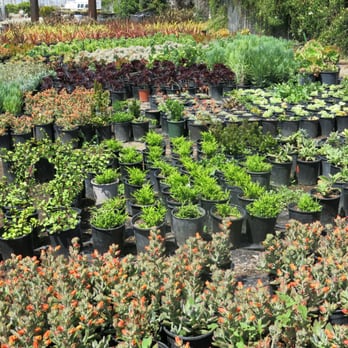 Azul and Verde Nursery - Nurseries & Gardening Near Me - Torrance, California Azul and Verde Nursery - Nurseries & Gardening Near Me - Torrance, California