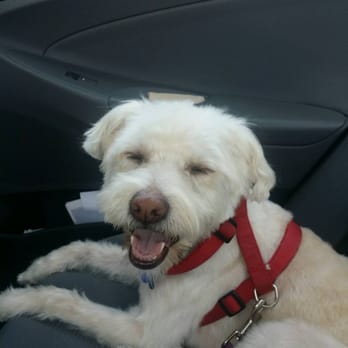 Canine Custom Cuts - After grooming! Love this place. xxx - Pet Groomers Near Me - Yorba Linda, California