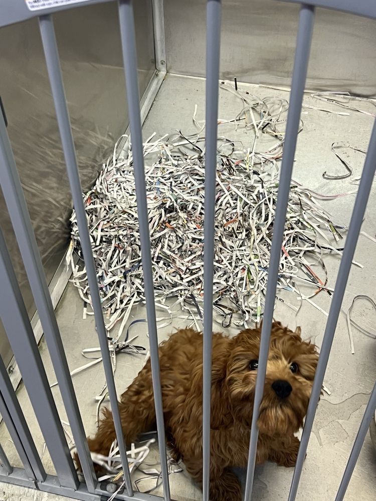Puppy Boutique Image