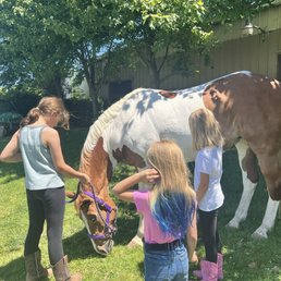 Horse Horse