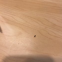 McDonald's - I found this little guy on my table