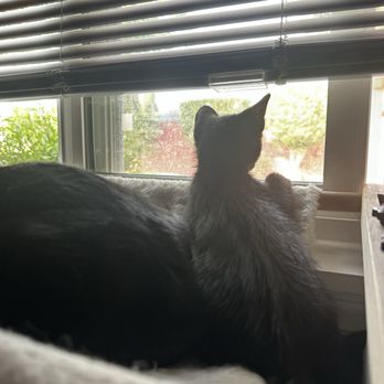 Paw & Flame - Pet Sitting Near Me