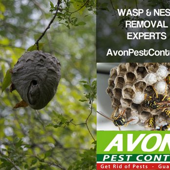 Avon Pest Control - Pest Control Near Me - Vancouver, British Columbia Avon Pest Control - Pest Control Near Me - Vancouver, British Columbia