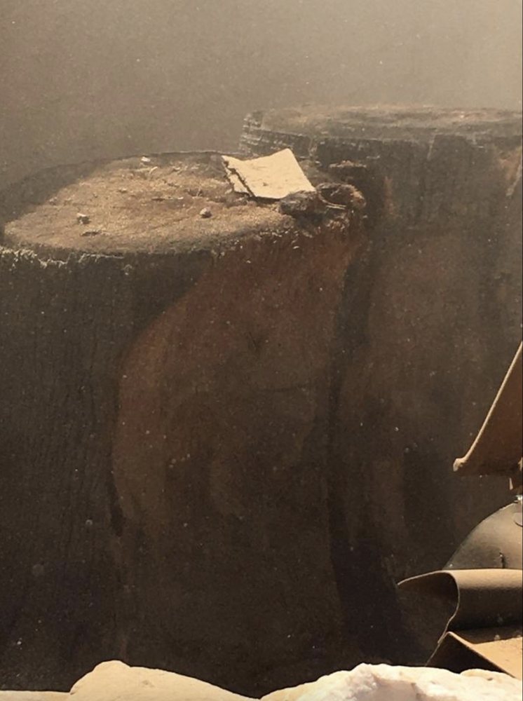 AZ Stumpgrinding - tree service in Tuscon, AZ