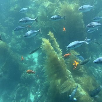 Catalina Adventure Tours - Fish from the Nautilus! - Tours Near Me - Avalon, California