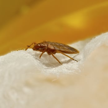Eastern Bug Busters - Pest Control Near Me Eastern Bug Busters - Pest Control Near Me