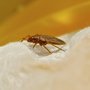 Photo of Eastern Bug Busters