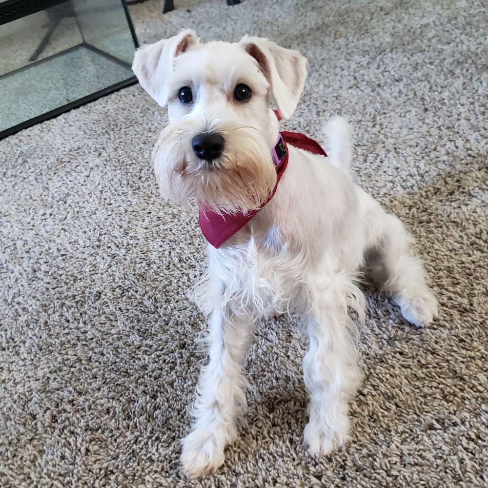 WORLDS FAME PET GROOMING SALON Updated August 2024 18 Photos & 19 Reviews 8604 Sheldon Rd