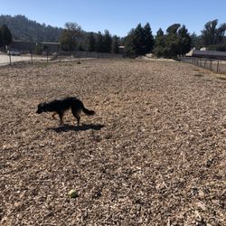Scotts Valley Dog Park