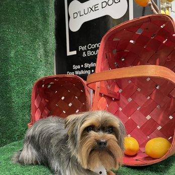 D'luxe Dog Pet Concierge & Boutique - Pet Groomers Near Me - Miami, Florida