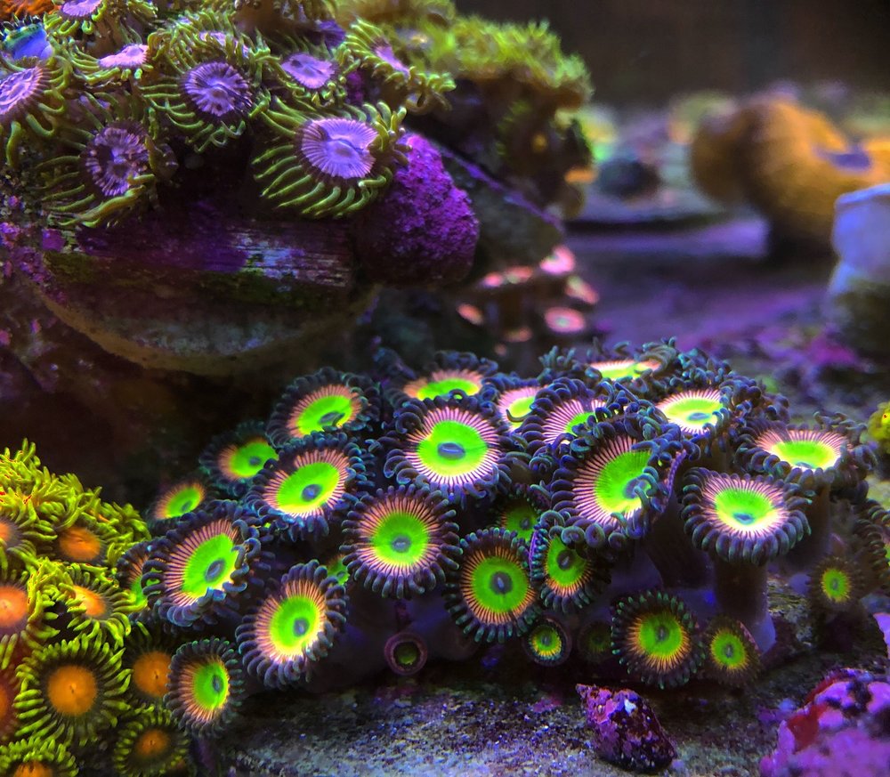 CORAL COLLECTORS 31 Photos & 19 Reviews 9113 Feather St, Ventura, California Aquarium