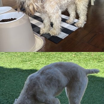The Good Dog Spa - Before and after. - Pet Groomers Near Me - Henderson, Nevada The Good Dog Spa - Before and after. - Pet Groomers Near Me - Henderson, Nevada