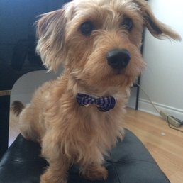 They gave Jasper a bow