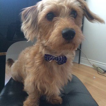 Guau Pet Grooming Spa - They gave Jasper a bow - Pet Sitting Near Me - Markham, Ontario