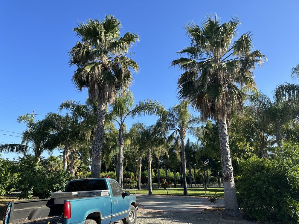 Diaz Tree Service - tree service in Greenbrae, CA