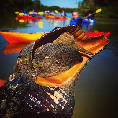 Rising Tide Explorers by null