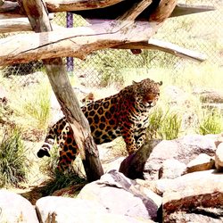Animal Ark