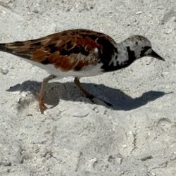 Big Hickory Island - Sandpiper