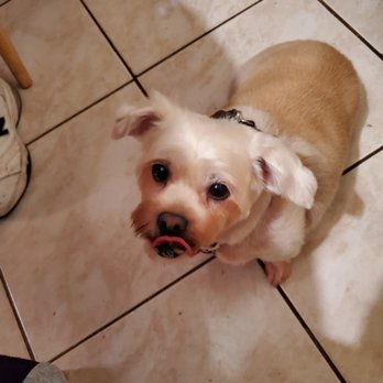 VCA Rutherford Animal Hospital - This is my dog - Veterinarians Near Me - Rutherford, New Jersey VCA Rutherford Animal Hospital - This is my dog - Veterinarians Near Me - Rutherford, New Jersey