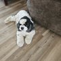 Photo of The Elegant Pet