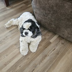 The Elegant Pet - I just moved to Moses Lake last week.Have 2 Cocker Spaniels need grooming about 25 to 30 pounds. How much do you charge per Pet ?Birgit Stan