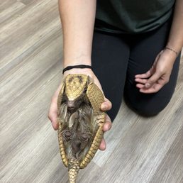 Armadillo Armadillo