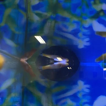 Petco - Dead floating fish - Pet Training Near Me - Riverdale, Utah