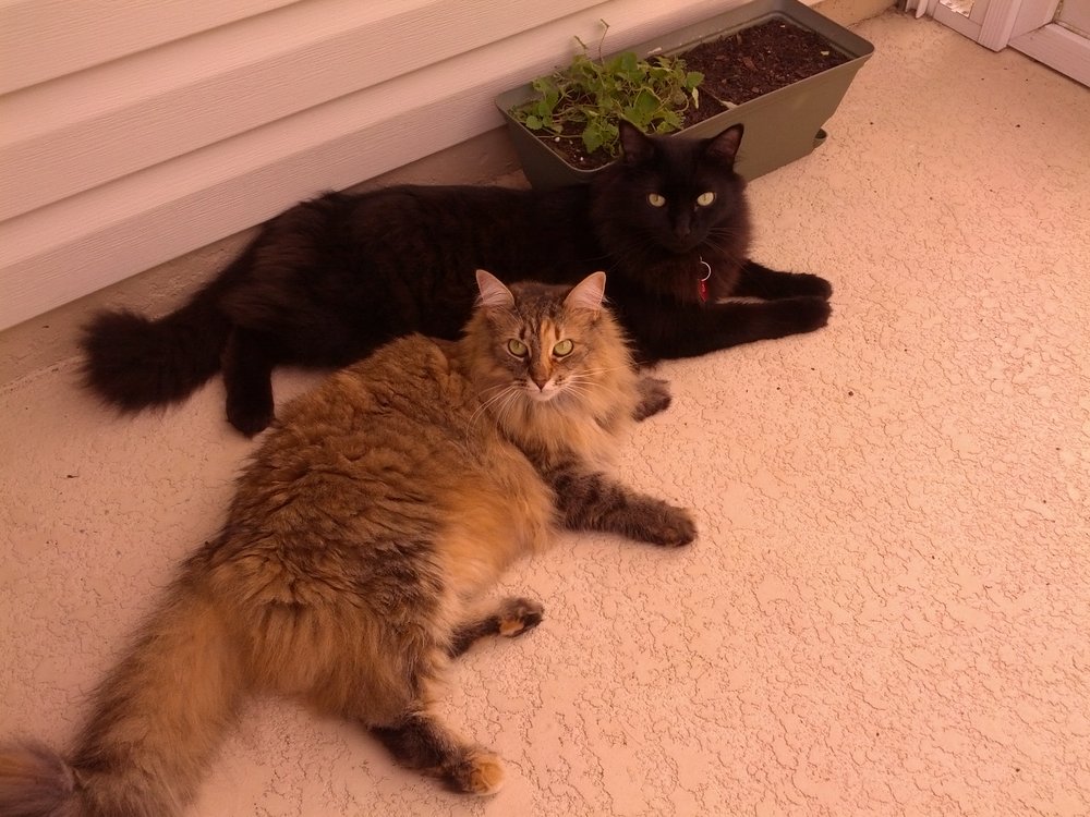 YOUNG AGAIN PET FOOD Updated September 2024 31008 Foxhill Ave