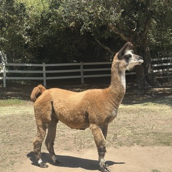 Canzelle Alpacas - Farms Near Me - Carpinteria, California Canzelle Alpacas - Farms Near Me - Carpinteria, California