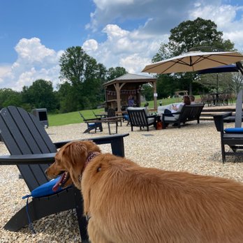 Tiger Mountain Vineyards - Pup loves music too - Wine Tours Near Me - Tiger, Georgia Tiger Mountain Vineyards - Pup loves music too - Wine Tours Near Me - Tiger, Georgia