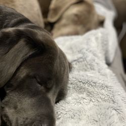 Ruff INN It - The girls were wiped out after a day of daycare fun