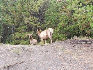 Grant Village Campground by null