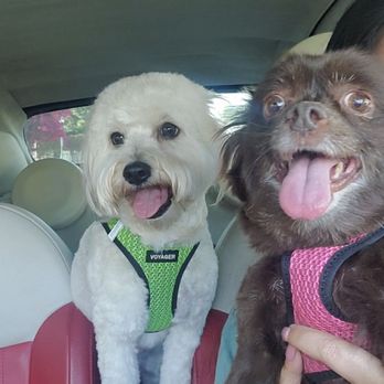 A Shear Pleasure Pet Salon - Ellie and Tazzy from their recent grooming appointment. - Pet Groomers Near Me - Torrance, California A Shear Pleasure Pet Salon - Ellie and Tazzy from their recent grooming appointment. - Pet Groomers Near Me - Torrance, California